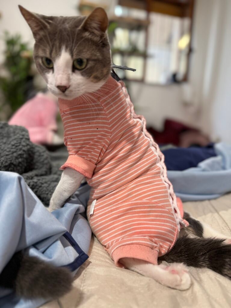 Cucciolo
