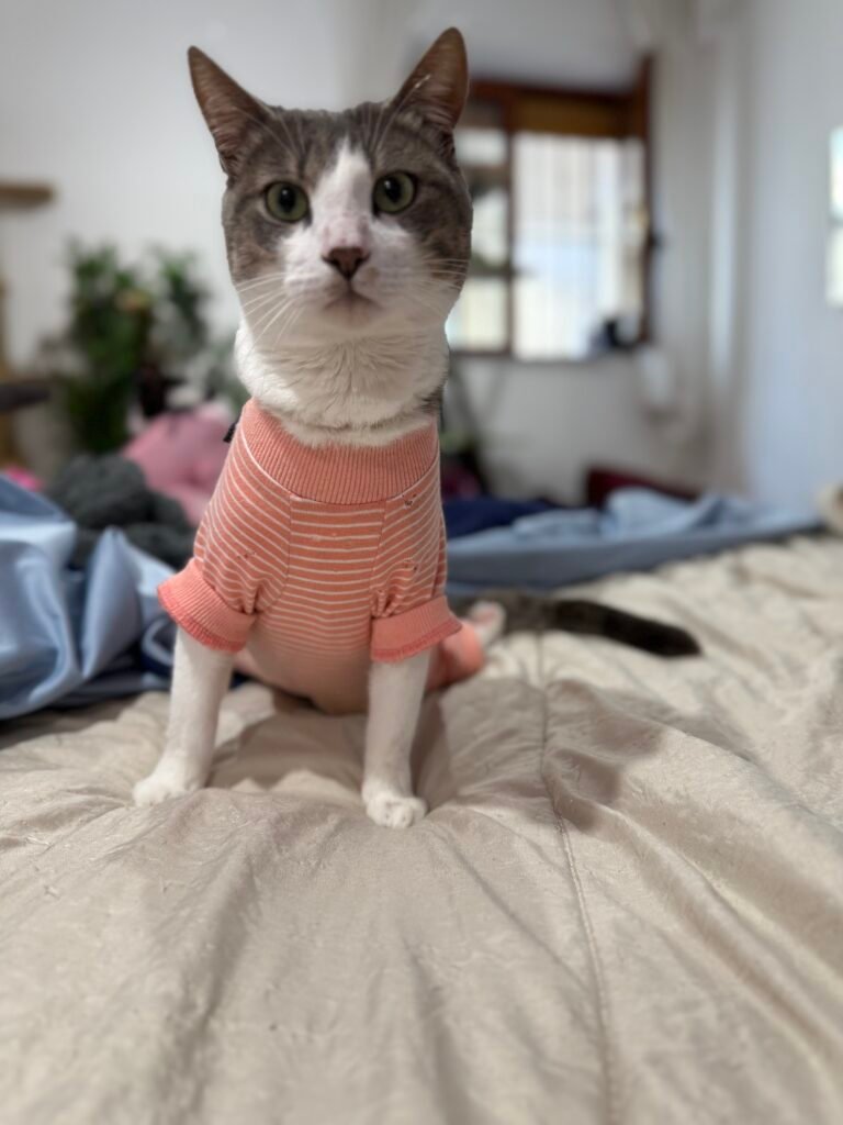 Cucciolo