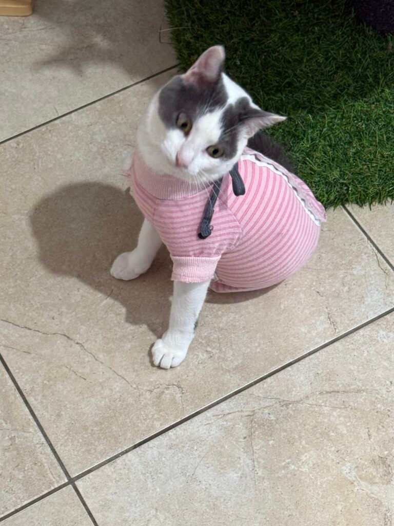 Mirtilla