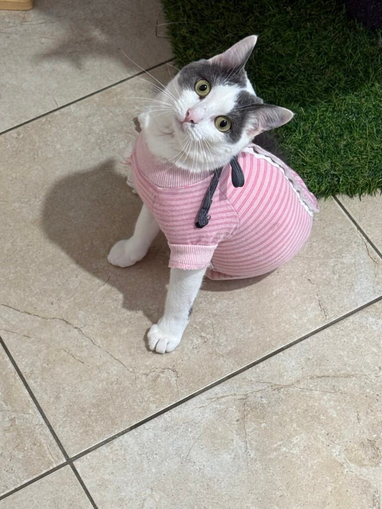 Mirtilla