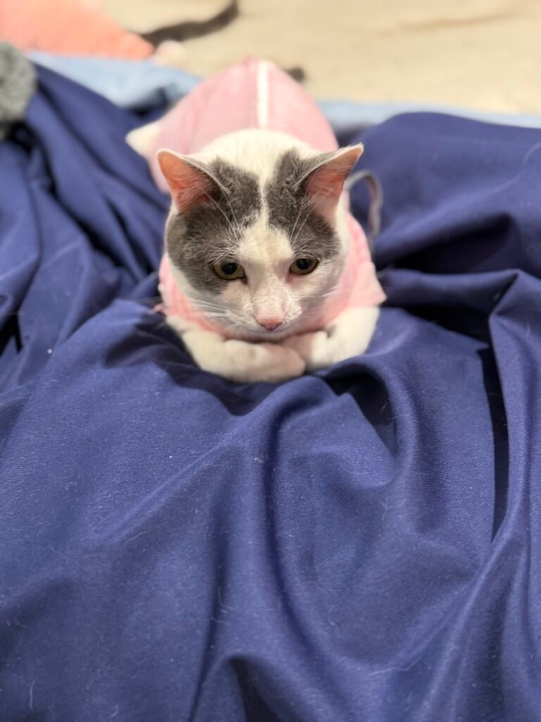 Mirtilla