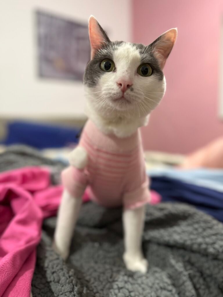 Mirtilla