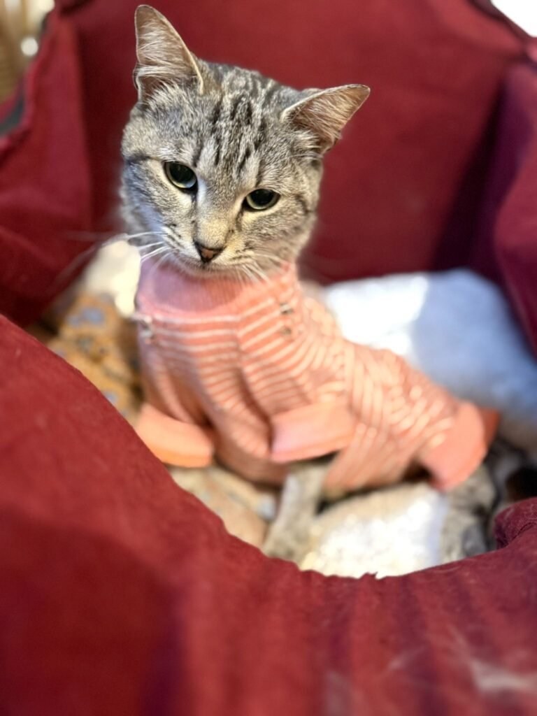 Priscilla