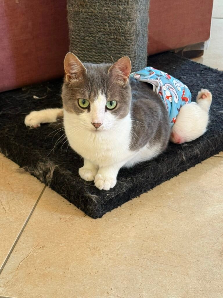 Cucciolo6
