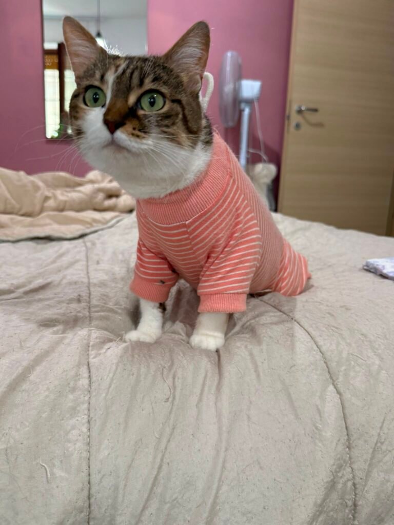 Fragola2