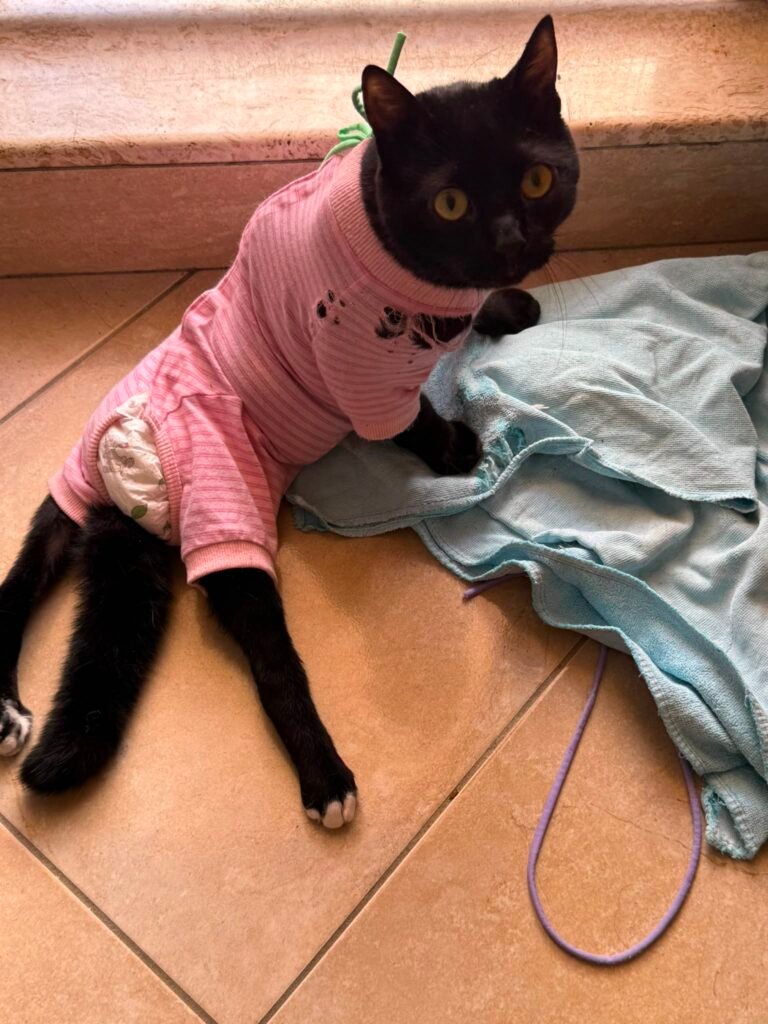 Pupo