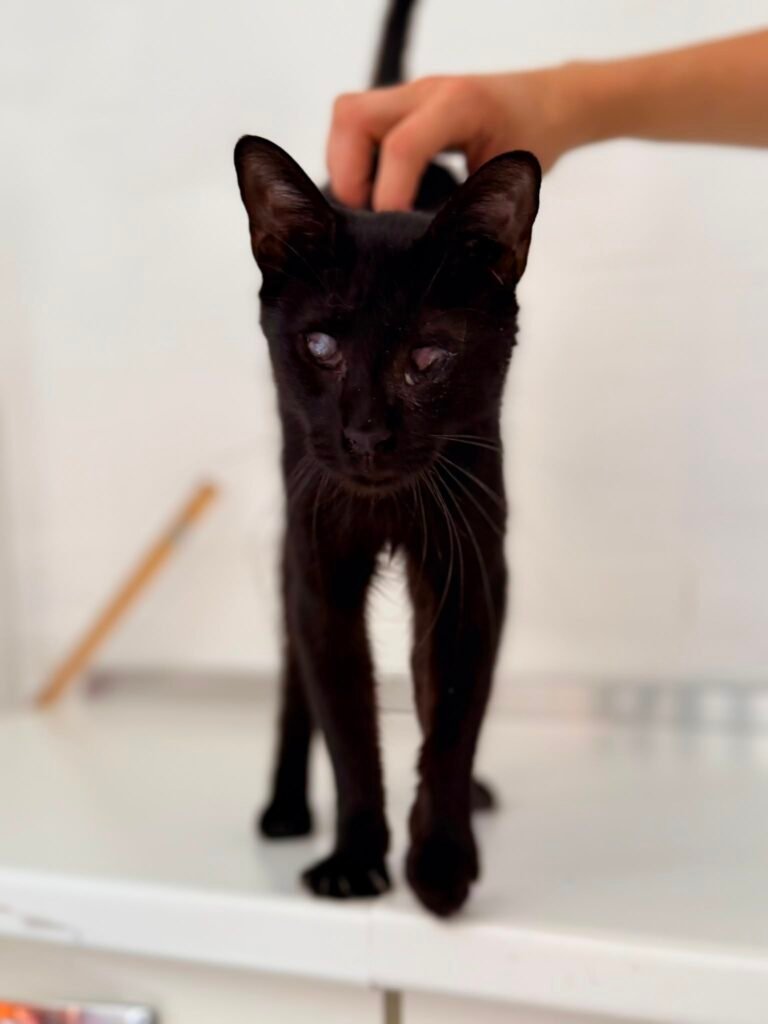 Caffé - Adozione del cuore - animalisti-attivi.it - adozione gatto a distanza