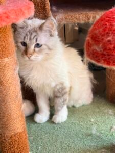 Celeste - Adozione del cuore - animalisti-attivi.it - adozione gatto a distanza