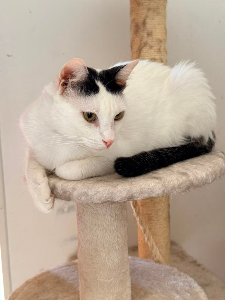 Derek - Adozione del cuore - animalisti-attivi.it - adozione gatto a distanza