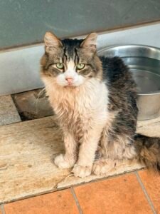 Duca - Adozione del cuore - animalisti-attivi.it - adozione gatto a distanza