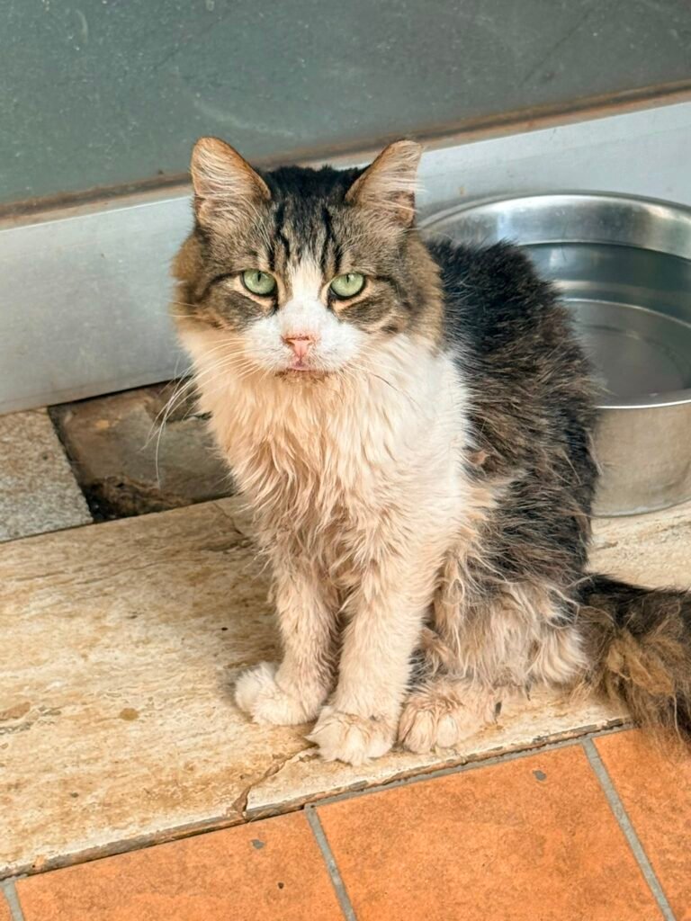 Duca - Adozione del cuore - animalisti-attivi.it - adozione gatto a distanza