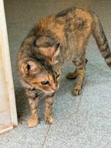 Edda - Adozione del cuore - animalisti-attivi.it - adozione gatto a distanza