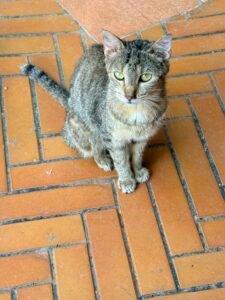Enrico - Adozione del cuore - animalisti-attivi.it - adozione gatto a distanza