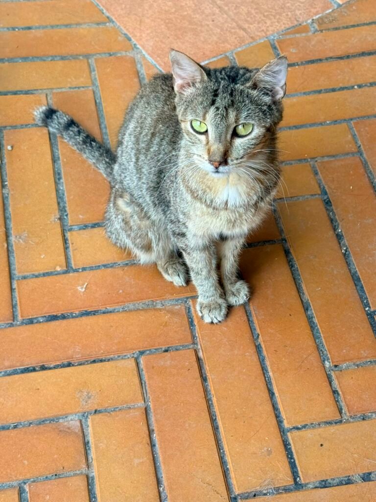 Enrico - Adozione del cuore - animalisti-attivi.it - adozione gatto a distanza