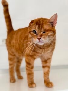 Filippo - Adozione del cuore - animalisti-attivi.it - adozione gatto a distanza
