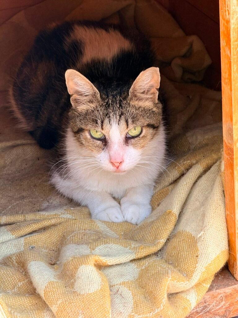 Fiore - Adozione del cuore - animalisti-attivi.it - adozione gatto a distanza