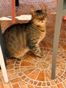 Gastone - Adozione del cuore - animalisti-attivi.it - adozione gatto a distanza