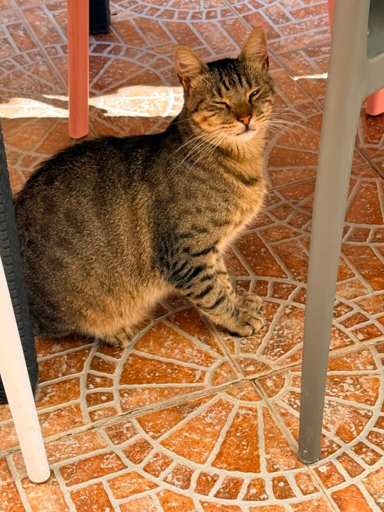 Gastone - Adozione del cuore - animalisti-attivi.it - adozione gatto a distanza