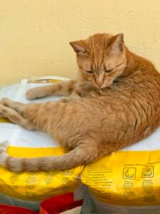 Gertrude - Adozione del cuore - animalisti-attivi.it - adozione gatto a distanza