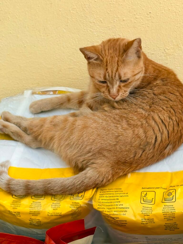 Gertrude - Adozione del cuore - animalisti-attivi.it - adozione gatto a distanza
