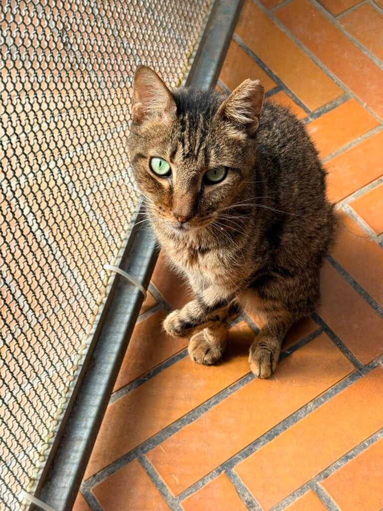 Giulio - Adozione del cuore - animalisti-attivi.it - adozione gatto a distanza