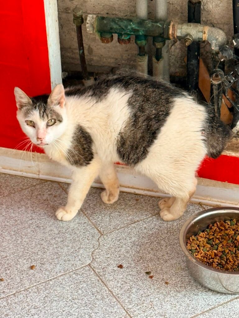 Klaus - Adozione del cuore - animalisti-attivi.it - adozione gatto a distanza