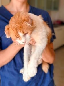 Leo - Adozione del cuore - animalisti-attivi.it - adozione gatto a distanza