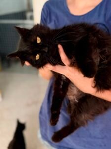 Martino - Adozione del cuore - animalisti-attivi.it - adozione gatto a distanza