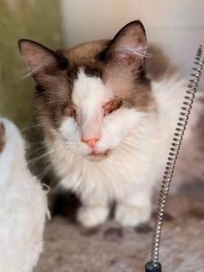 Memole - Adozione del cuore - animalisti-attivi.it - adozione gatto a distanza