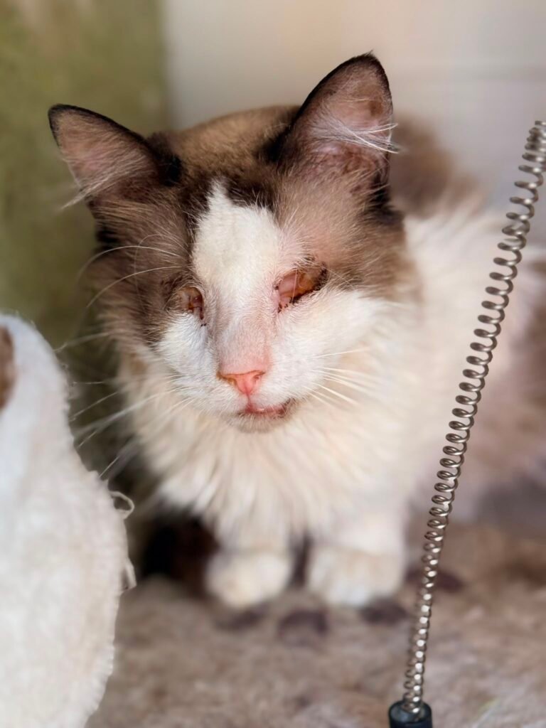 Memole - Adozione del cuore - animalisti-attivi.it - adozione gatto a distanza