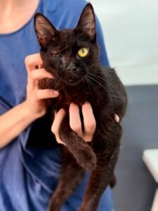 Nebbia - Adozione del cuore - animalisti-attivi.it - adozione gatto a distanza