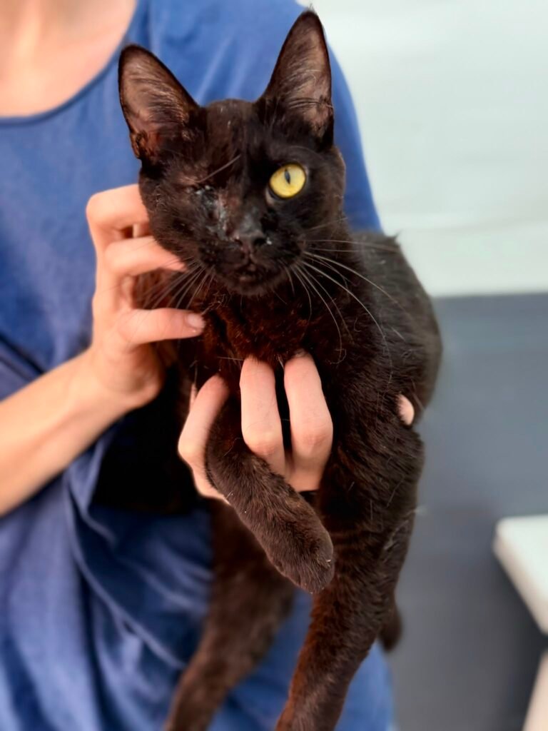 Nebbia - Adozione del cuore - animalisti-attivi.it - adozione gatto a distanza