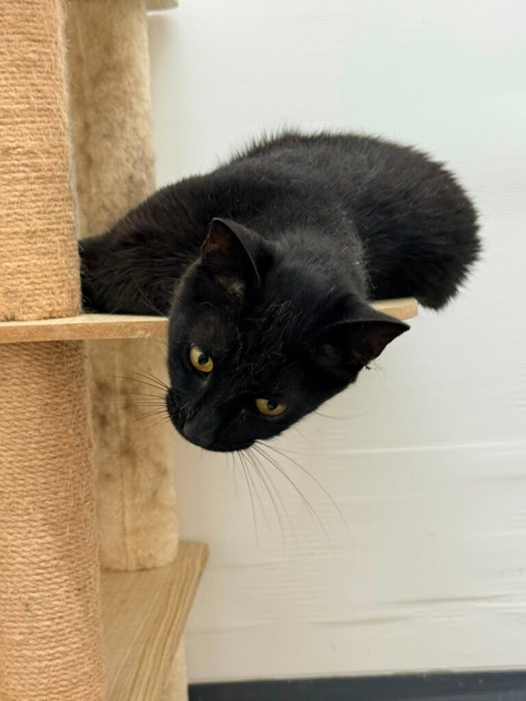 Nero - Adozione del cuore - animalisti-attivi.it - adozione gatto a distanza