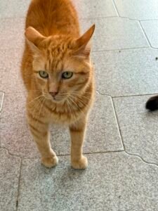 Neuro - Adozione del cuore - animalisti-attivi.it - adozione gatto a distanza
