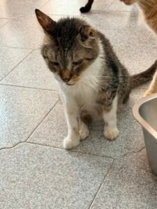 Nonno Brontolo - Adozione del cuore - animalisti-attivi.it - adozione gatto a distanza