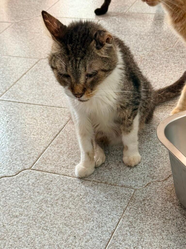 Nonno Brontolo - Adozione del cuore - animalisti-attivi.it - adozione gatto a distanza