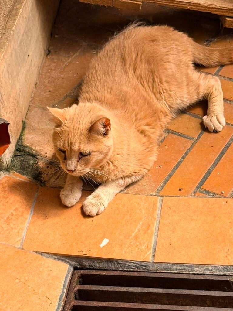 Nonno Roscio - Adozione del cuore - animalisti-attivi.it - adozione gatto a distanza
