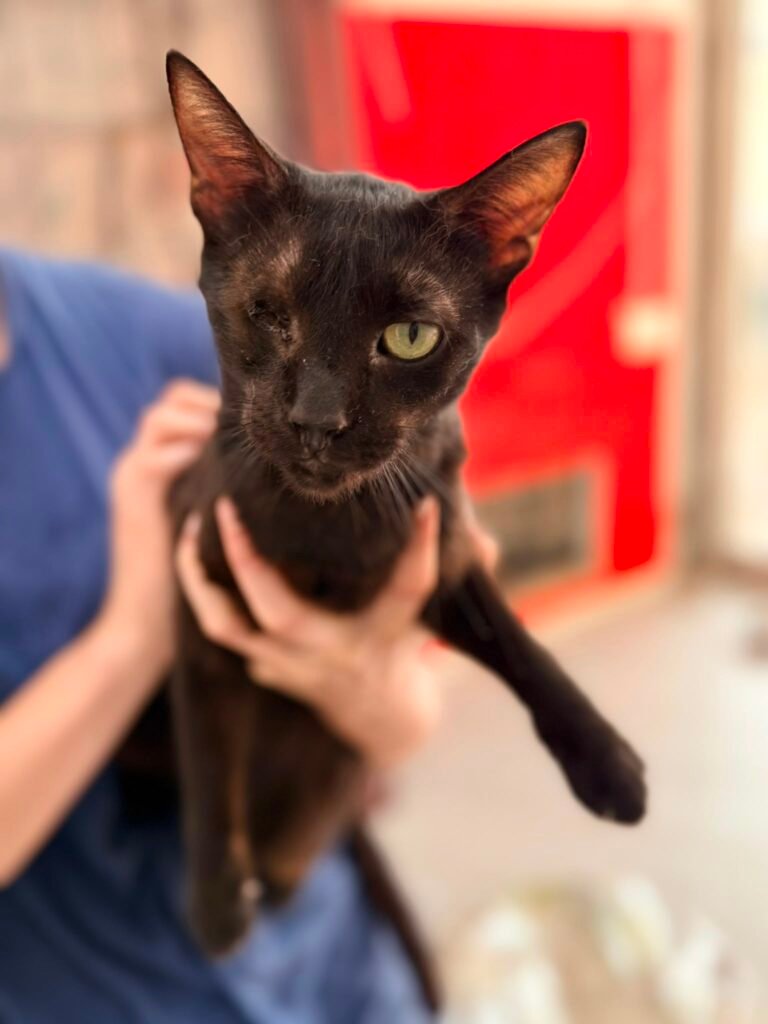 Ombra - Adozione del cuore - animalisti-attivi.it - adozione gatto a distanza