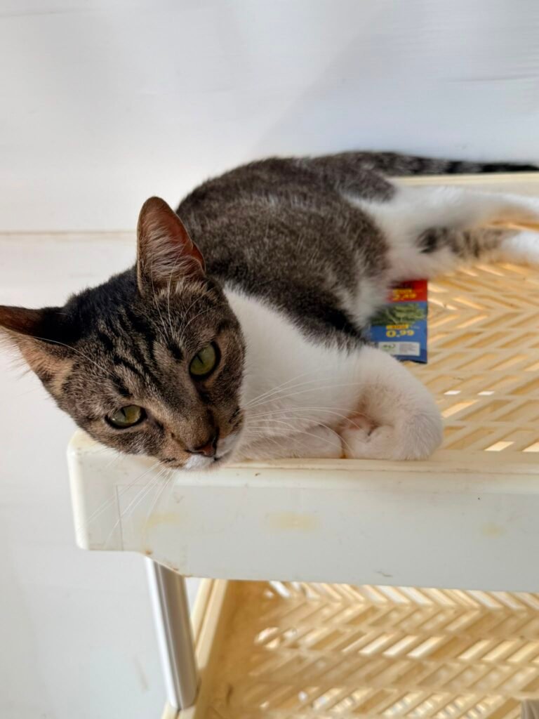 Osvaldo - Adozione del cuore - animalisti-attivi.it - adozione gatto a distanza