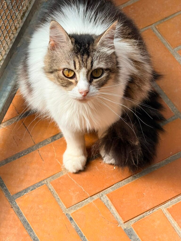 Polpetta - Adozione del cuore - animalisti-attivi.it - adozione gatto a distanza