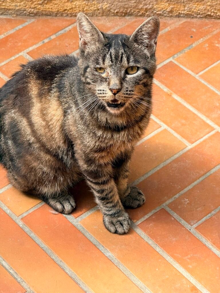 Ringhio - Adozione del cuore - animalisti-attivi.it - adozione gatto a distanza