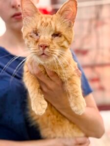 Romeo - Adozione del cuore - animalisti-attivi.it - adozione gatto a distanza