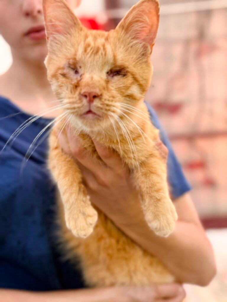 Romeo - Adozione del cuore - animalisti-attivi.it - adozione gatto a distanza