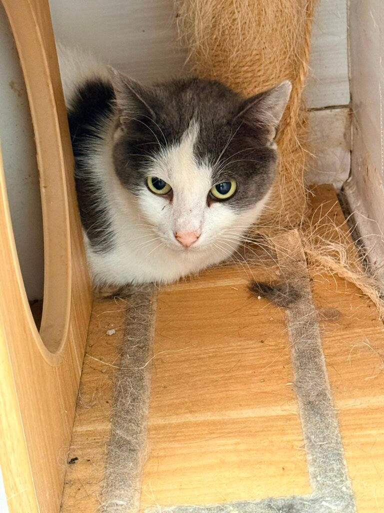 Tris - Adozione del cuore - animalisti-attivi.it - adozione gatto a distanza