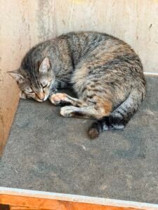 Virgola - Adozione del cuore - animalisti-attivi.it - adozione gatto a distanza