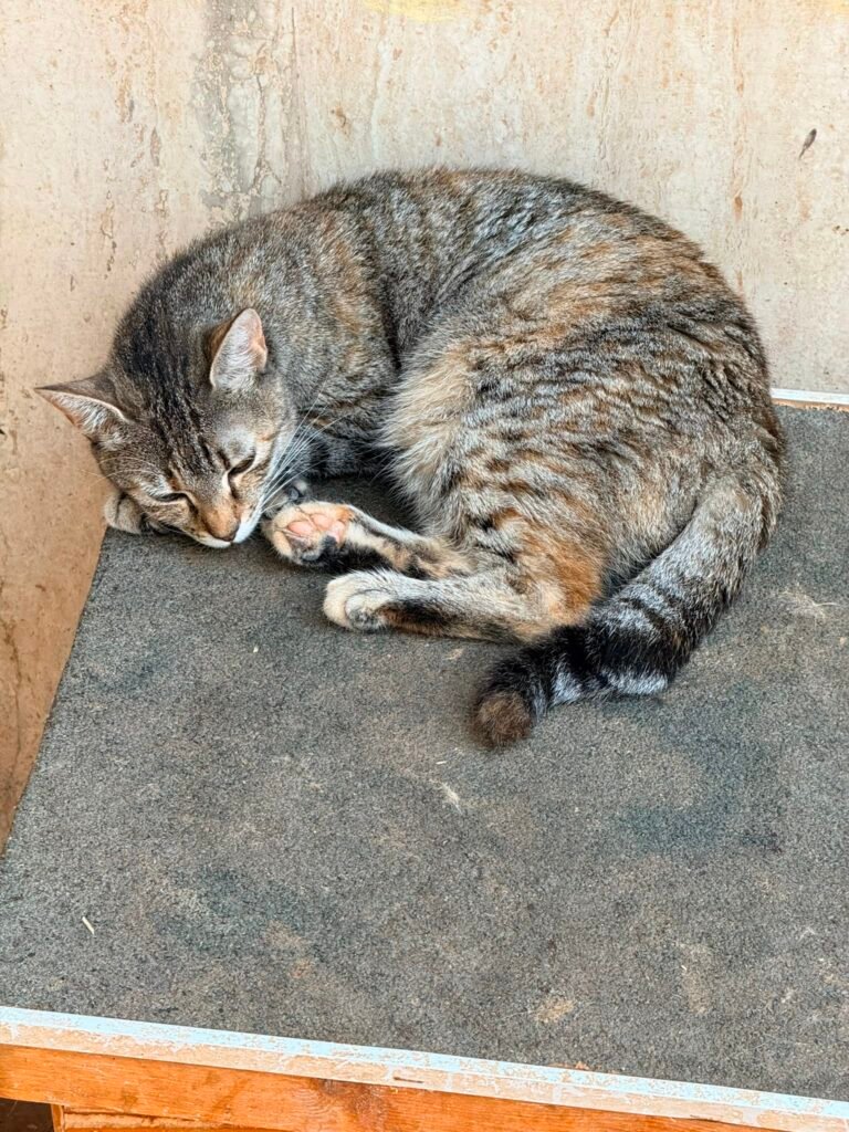 Virgola - Adozione del cuore - animalisti-attivi.it - adozione gatto a distanza